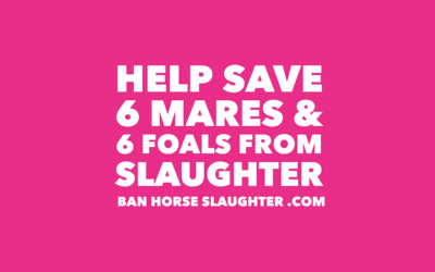 URGENT: HELP SAVE 12 HORSES FROM SLAUGHTER