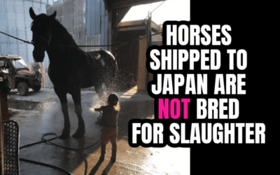 SHOW HORSES SHIPPED TO JAPAN FOR SLAUGHTER