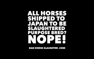 SHOW HORSES SHIPPED TO JAPAN FOR SLAUGHTER