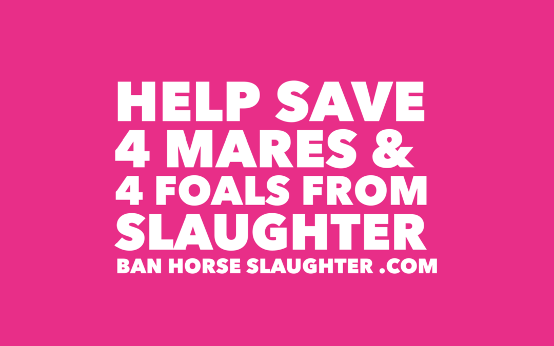 URGENT: HELP SAVE 8 HORSES FROM SLAUGHTER