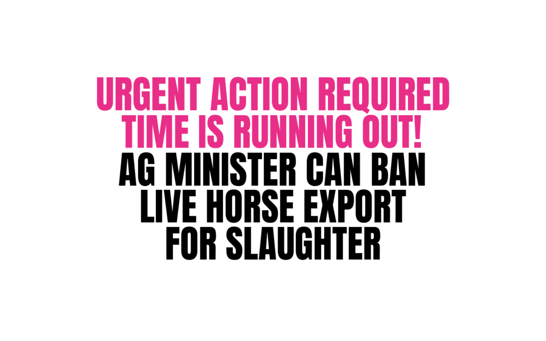 AG MINISTER CAN END LIVE EXPORT