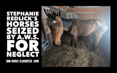 STEPHANIE REDLICK’S NEGLECTED HORSES SEIZED BY AWS