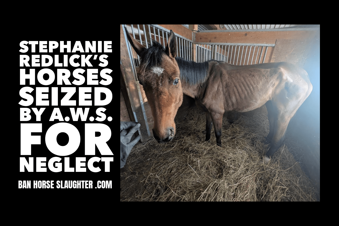 STEPHANIE REDLICK'S NEGLECTED HORSES SEIZED BY AWS Ban Horse Slaughter