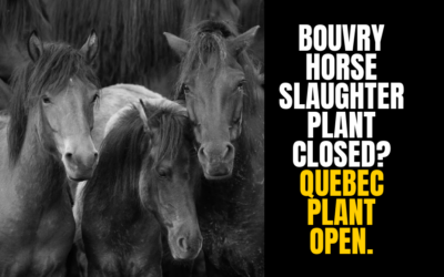 BOUVRY HORSE SLAUGHTER PLANT CLOSED