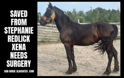 2 YEAR OLD XENA NEEDS SURGERIES