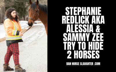 2 HORSES + 1 ABUSER: ONTARIO WE NEED YOUR EYES