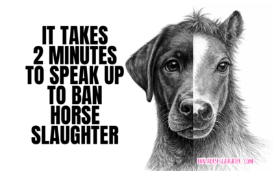 BAN LIVE EXPORT & DOMESTIC HORSE SLAUGHTER