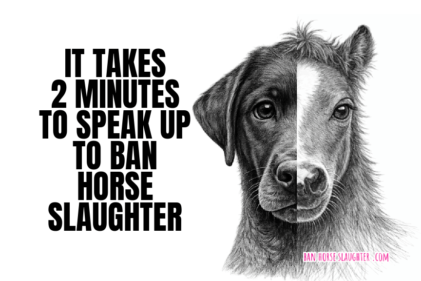 BAN LIVE EXPORT & DOMESTIC HORSE SLAUGHTER