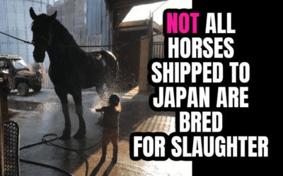 SHOW HORSES SHIPPED TO JAPAN FOR SLAUGHTER