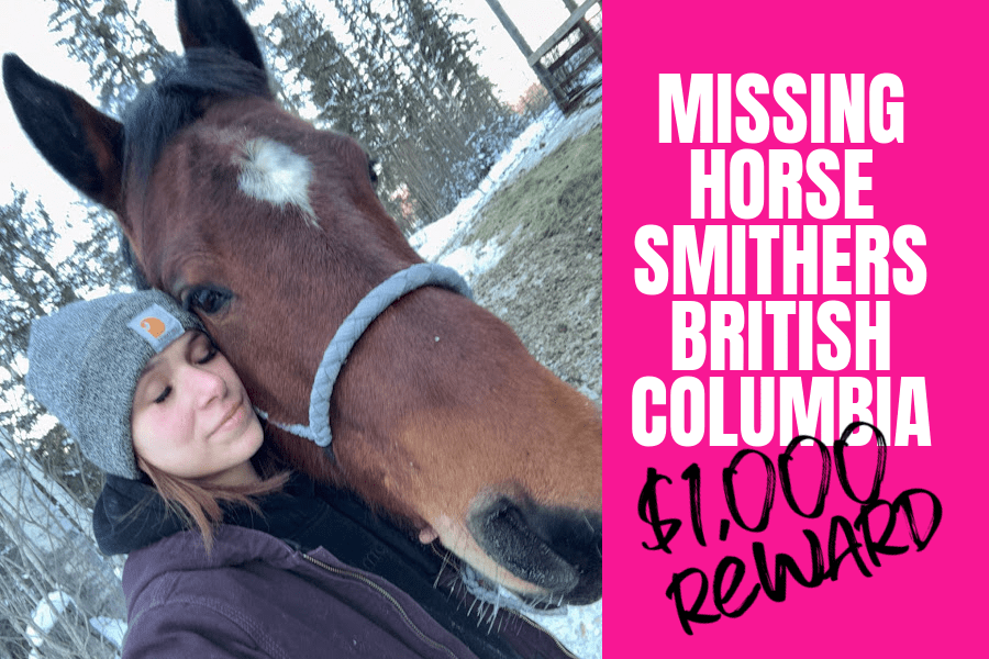 SMITHERS BC MISSING HORSE