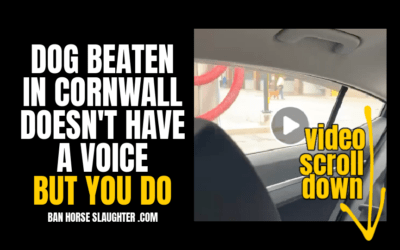 DEMAND REMOVAL OF DOG & CRIMINAL CHARGES