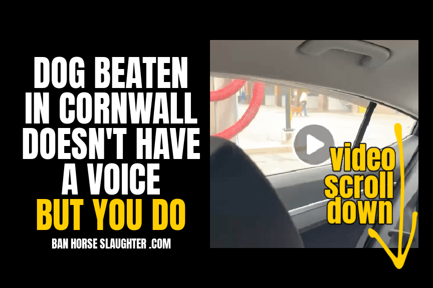 DEMAND REMOVAL OF DOG & CRIMINAL CHARGES