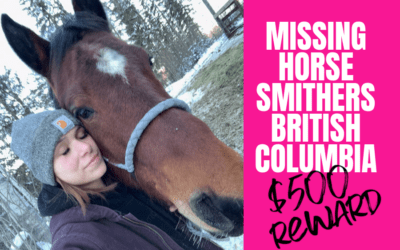 SMITHERS BC MISSING HORSE