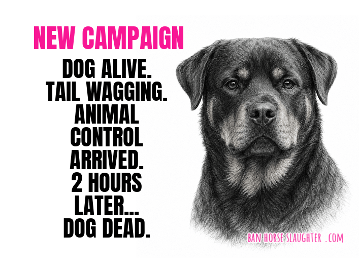 DEAD ROTTWEILER IN AURORA