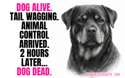DEAD ROTTWEILER IN AURORA