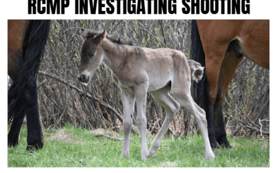 KANANASKIS FOAL SHOT
