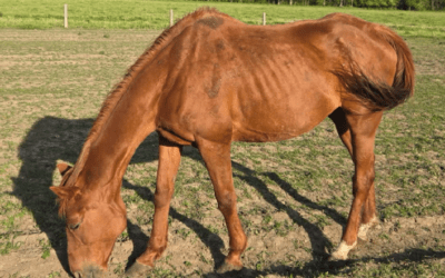 SKINNY HORSE ADVERTISED BY AUCTION MART
