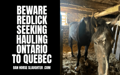STEPHANIE REDLICK QUEBEC CONNECTION